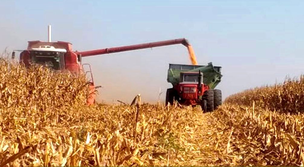 Caídas en la producción de soja y maíz en Córdoba