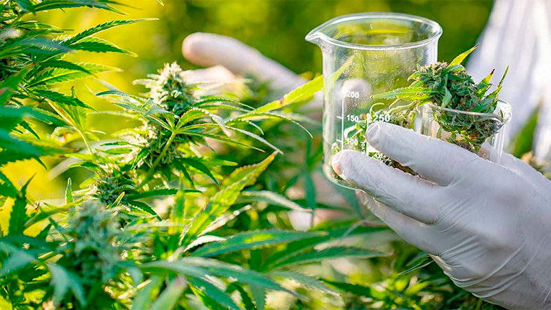 A través del decreto 266/2022, se oficializó la promulgación de la Ley de Cannabis Medicinal