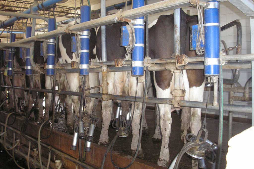 Para CREA la lechería no cubre los costos a pesar de mejores precios