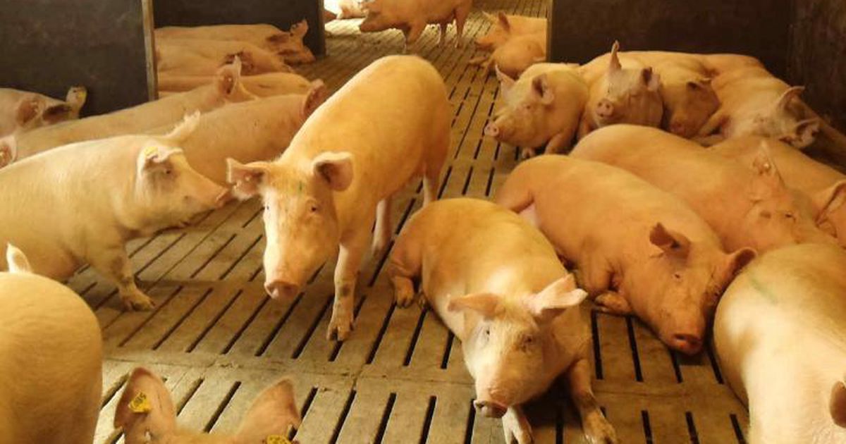China recuperó el stock porcino y registró un récord en la producción de carnes