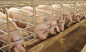 Alertan productores porcinos por las distorsiones del dólar soja