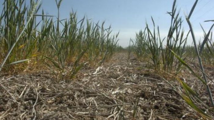 Zona núcleo: 500.000 ha de trigo evalúan en secarse y hay apenas 5% sembrado