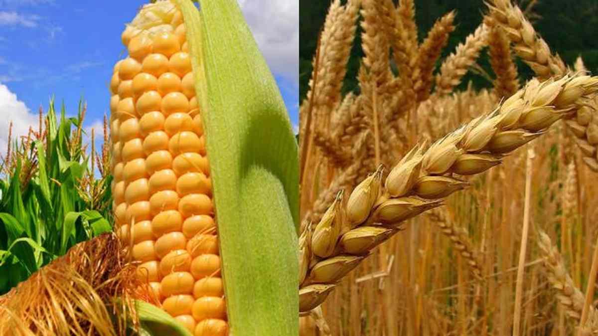 Subieron el trigo y el maíz al agravarse la guerra entre Rusia y Ucrania