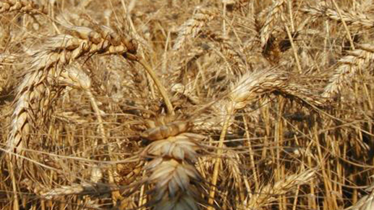 Región Núcleo : por heladas recortan entre el 20 y 50% del rinde de trigo que se estimaba 7 días atrás