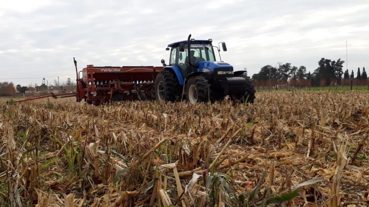 A la fecha, la superficie sembrada con maíz es la más baja en 6 años