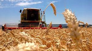 Córdoba perdería USD 496 millones por la menor producción de trigo
