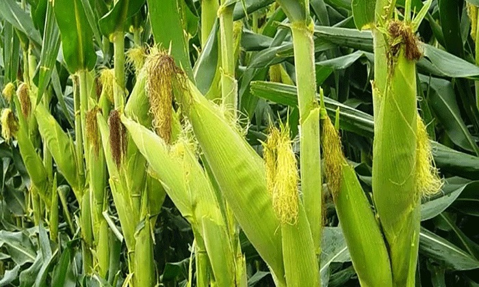BCR proyecta la siembra de maíz más rezagada de los últimos 20 años