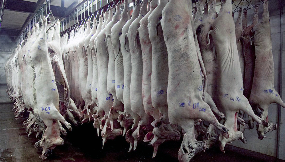 Córdoba lidera la oferta de carne de cerdo  con 1,77 millones de cabezas