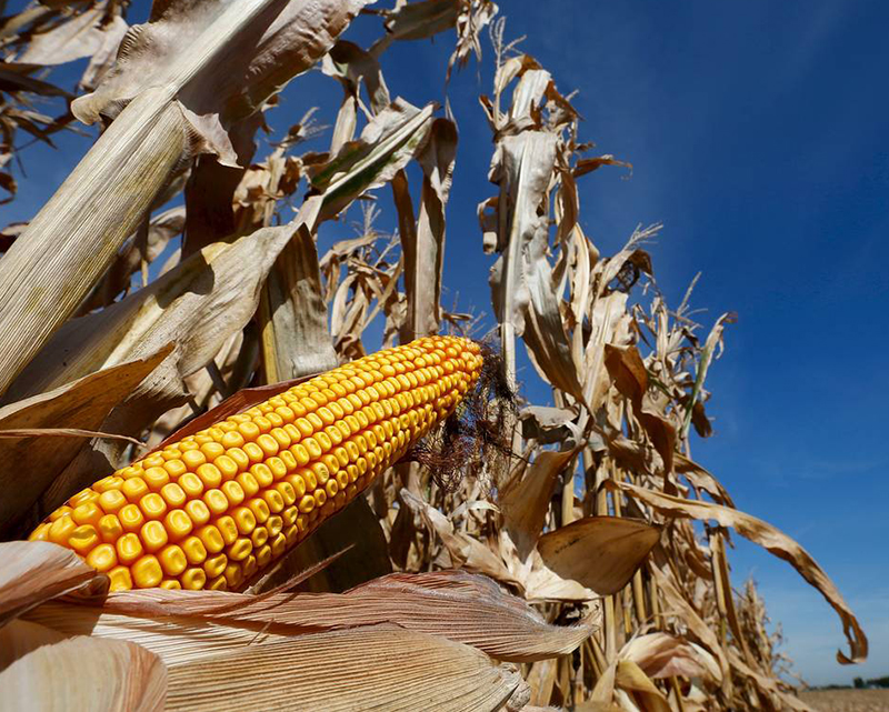 La producción de maíz en Córdoba es récord con 23,7 millones de toneladas
