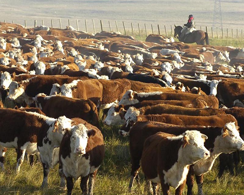 Cuenta regresiva para el seminario del IPCVA: “Carne argentina, carne sustentable”