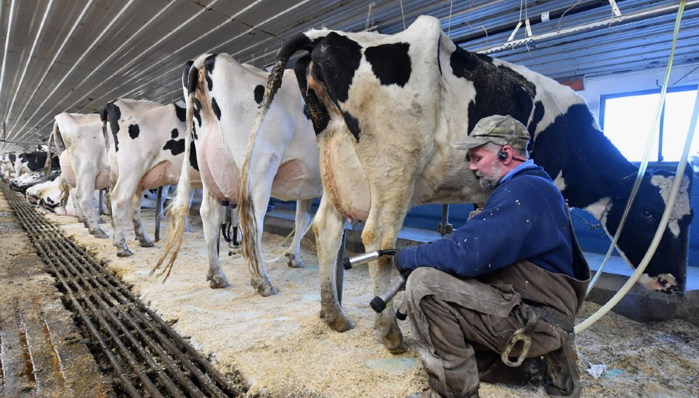 Crítica situación de productores lecheros: Sin respuestas y con menos tambos