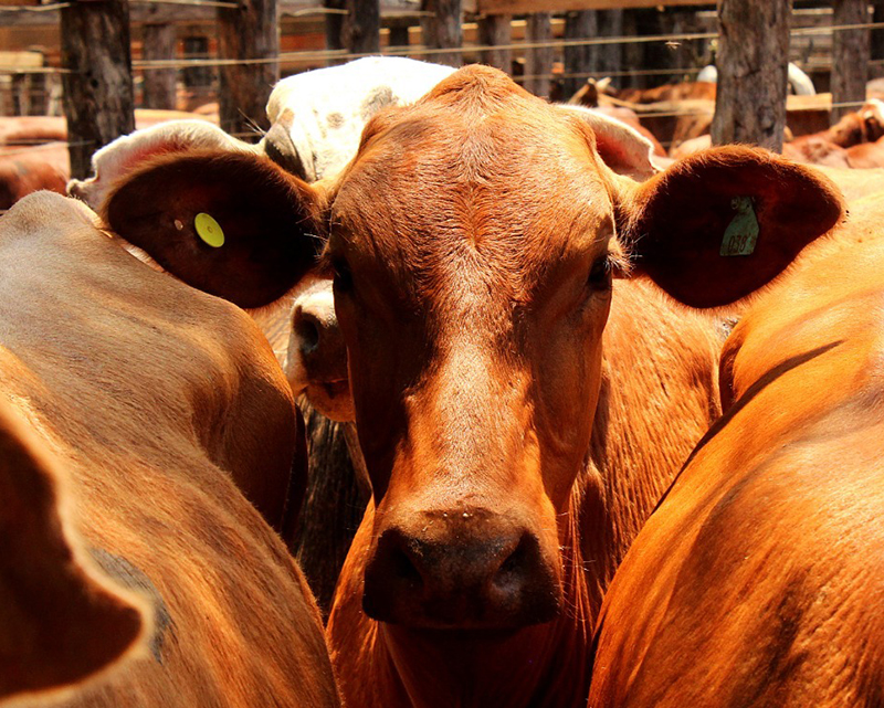 28 de octubre: 6ª Jornada “Nuevos Horizontes para la Cadena de Carne Bovina”
