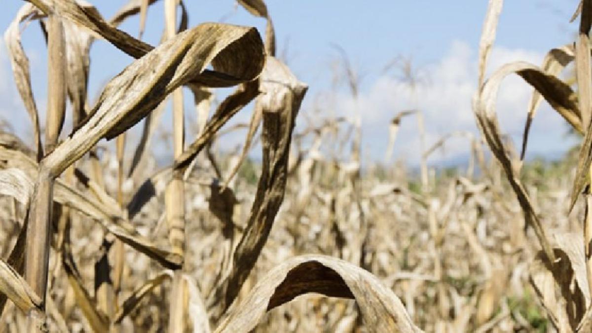 7 de cada 10 productores están peor que hace un año por el impacto financiero de la sequía