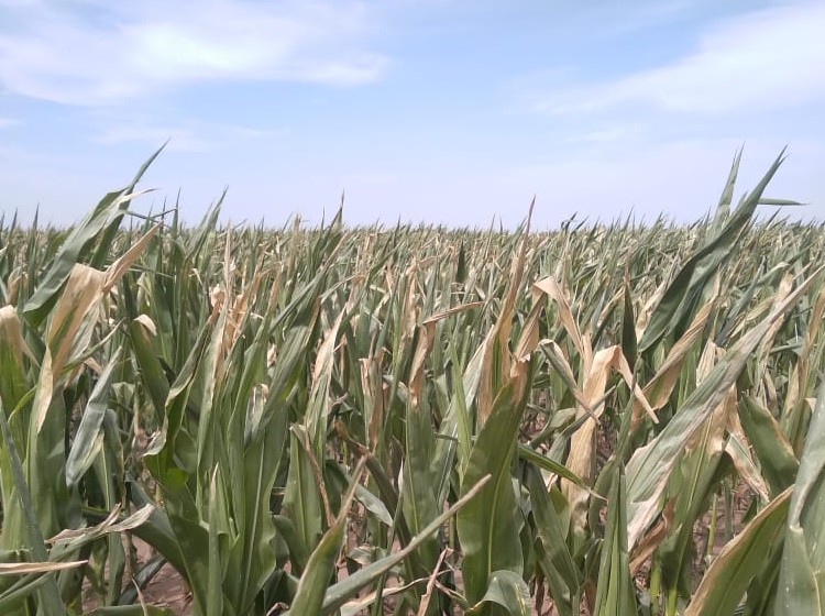 La superficie con maíz se redujo en 600 mil hectáreas en relación al año pasado