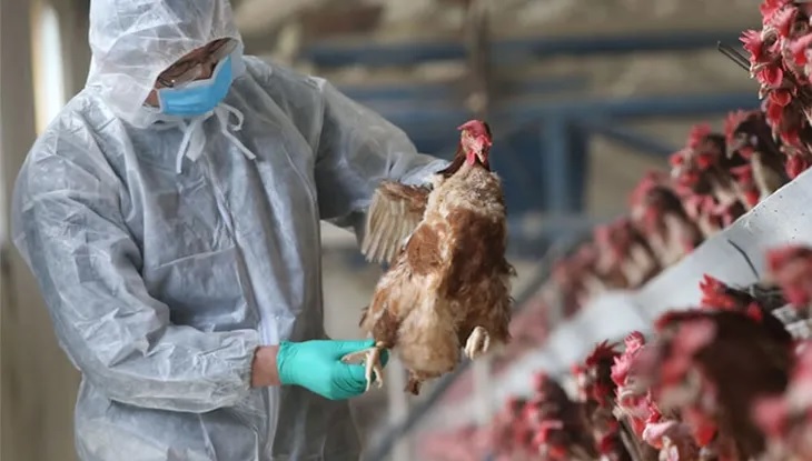 Continúan apareciendo nuevos casos de gripe aviar