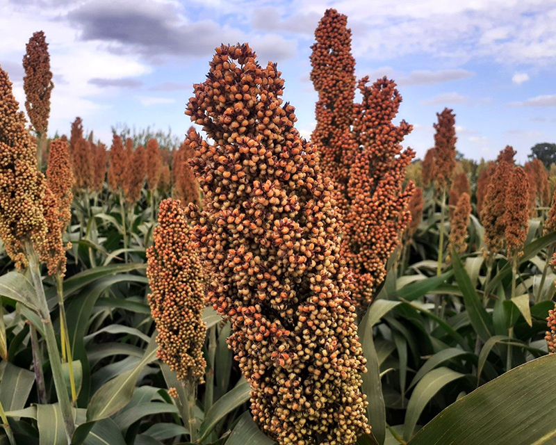 Programa Argentino de Carbono Neutro: presentaron los Manuales Sectoriales de maíz y sorgo
