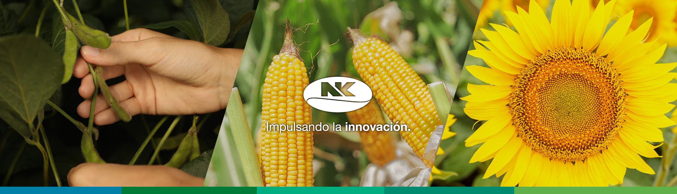 NK lleva a Expoagro su renovado porfolio sumando rendimiento, adaptabilidad y recursos tecnológicos