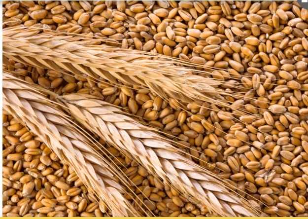 La producción de trigo pan tuvo una caída interanual del 74% en la provincia de Córdoba