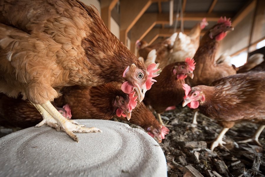 59 casos positivos de gripe aviar en nuestro país