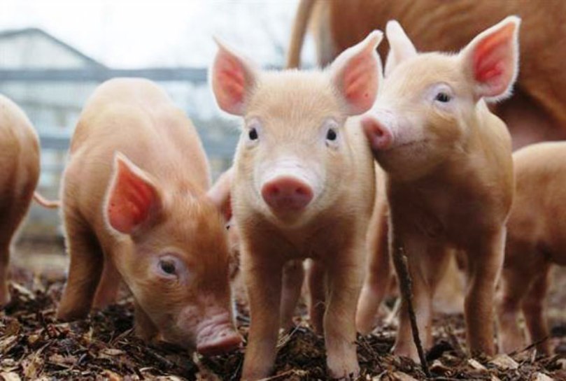 Hallaron 18 cerdos con triquinosis y refuerzan los controles sanitarios en Córdoba