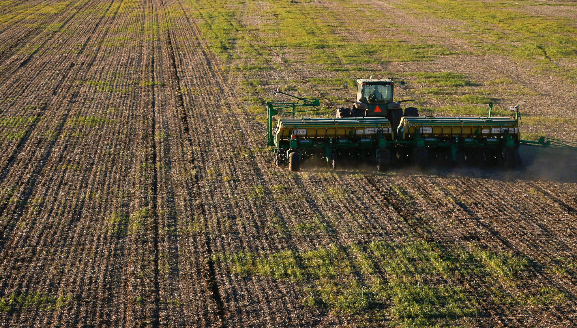 Trigo: primeras proyecciones de siembra 2023/24 con menor área implantada