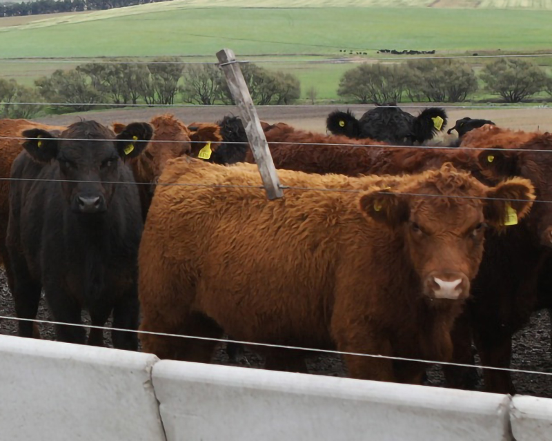 Senasa publicó un informe de existencias de bovinos en establecimientos de engorde a corral
