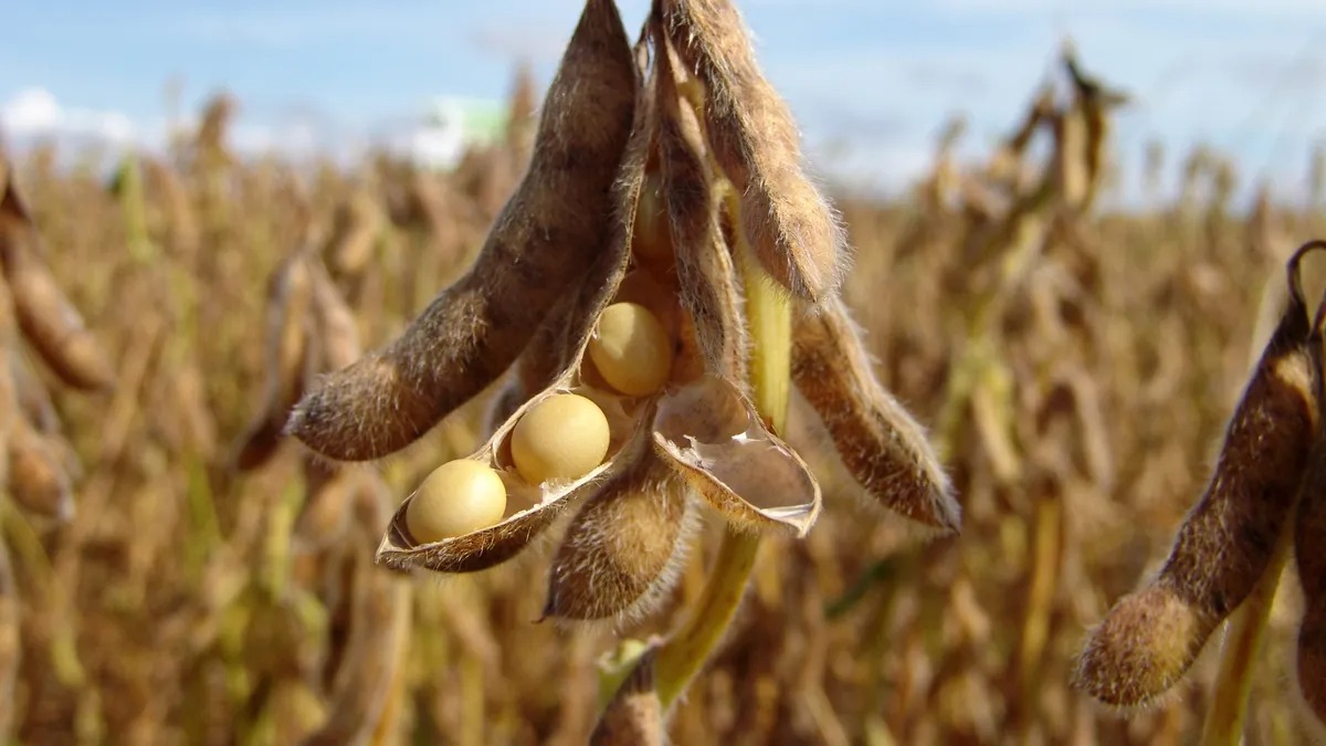 Siguen los recortes para la cosecha Argentina: la soja pierde 4 Mt