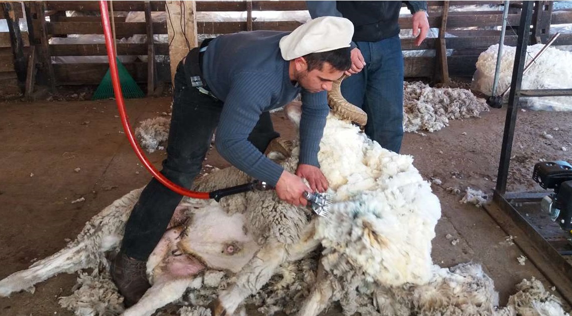 Alerta por acceso al dólar para la lana