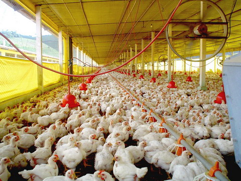 El Senasa envió a sacrificar 200.000 aves de una avícola correntina por un supuesto brote de gripe aviar
