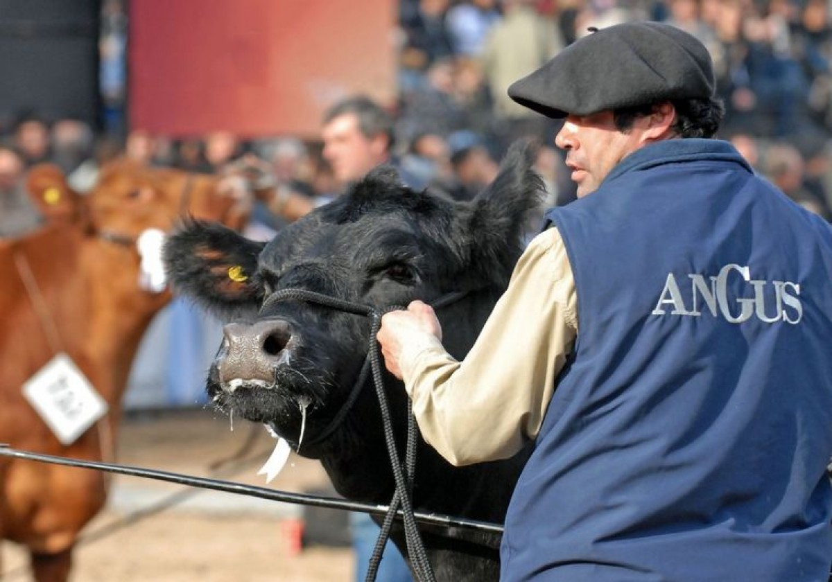 Angus crece en genética y se suma a la megamuestra