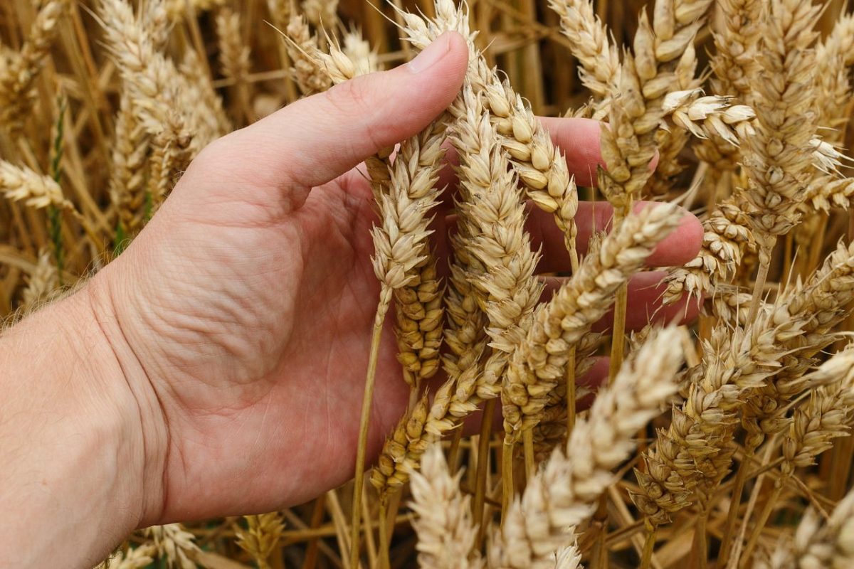 Agua, semillas y financiamiento: tres desafíos para el trigo que se viene