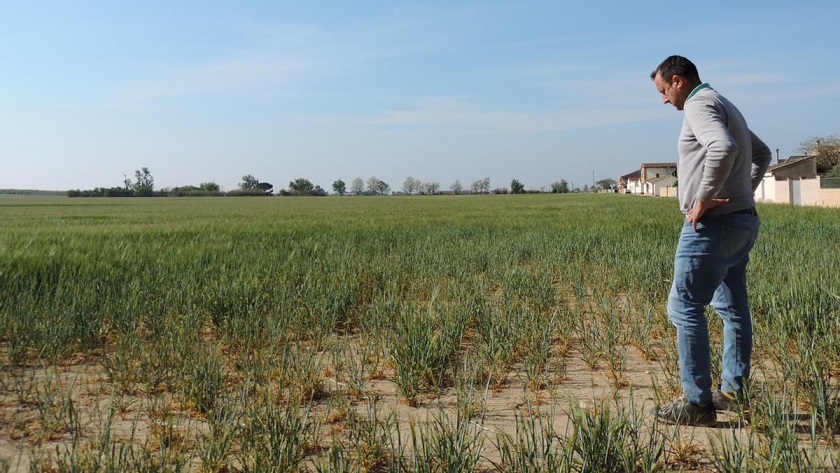 Cobertura de Los Agusti.
La sequía golpea el campo de Lleida: “Tiraremos la cosecha, ya solo queda salvar los árboles”