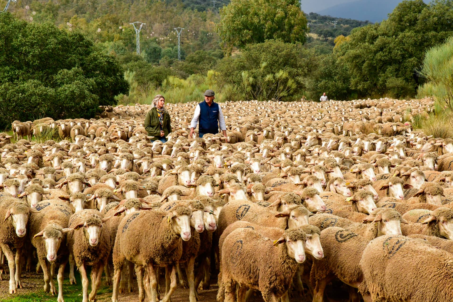 En España la falta de lluvias dispara los costos de la ganadería