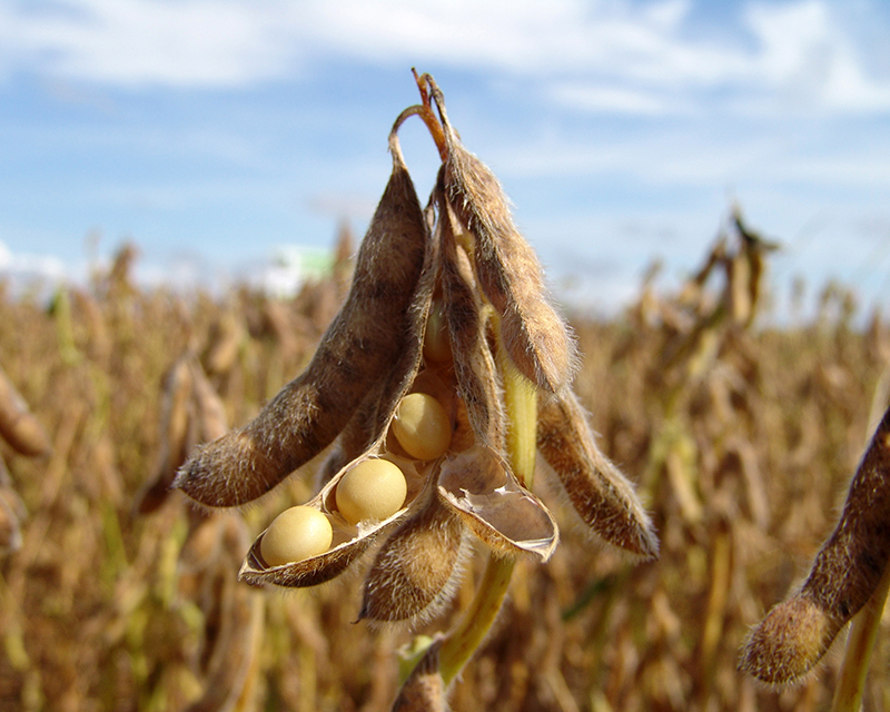 USDA: la producción de soja de Estados Unidos es menor a la esperada