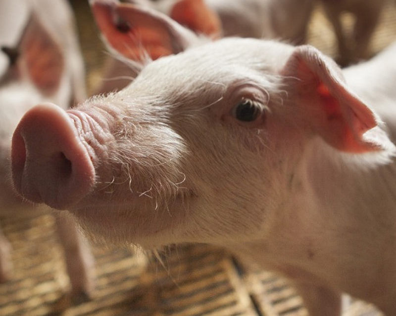 El Senasa declaró el alerta sanitaria por el avance de la Peste Porcina Africana
