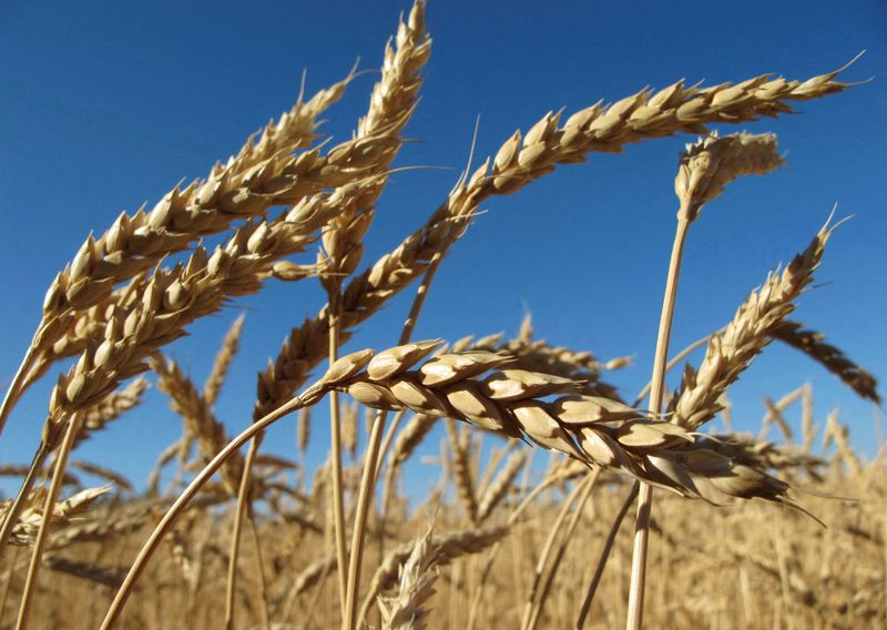 Una buena para el trigo: la franja este de GEA recibió lluvias de entre 20 a 50 milímetros