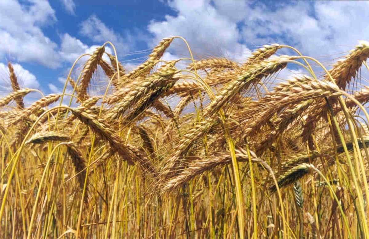La Sociedad Rural denunció que el mercado del trigo está paralizado y pidió transparencia para que el producto tenga un mejor precio