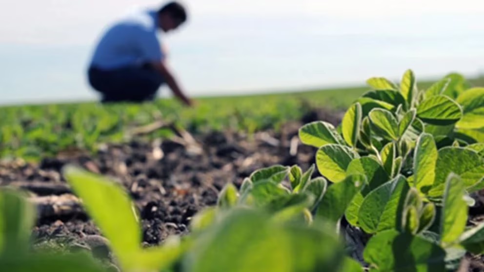 Quejas de los ingenieros agrónomos por un recorte en el alcance de título efectuado por la Junta de Clasificación del Ministerio de Educación provincial