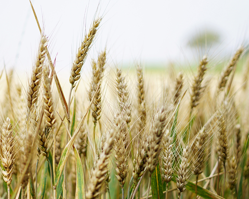 El trigo rumbo a superar las 20 millones de toneladas será récord
