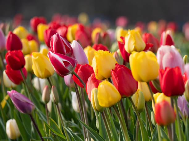 La ruta del tulipán, uno de los itinerarios más bonitos del mundo