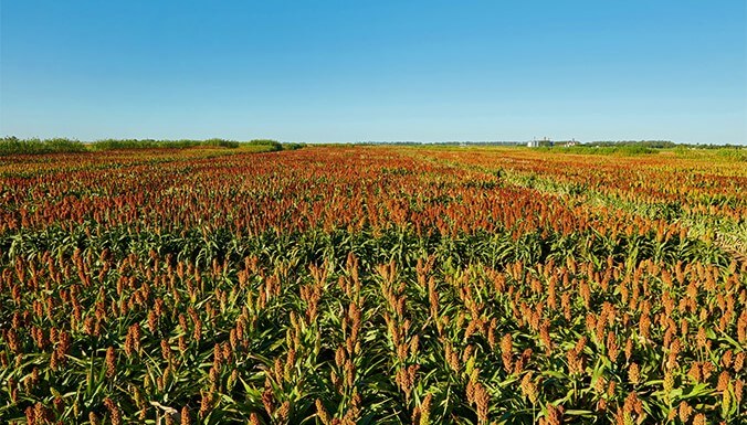 Congreso Maizar: el maíz y el sorgo, en el centro del camino para agregar valor