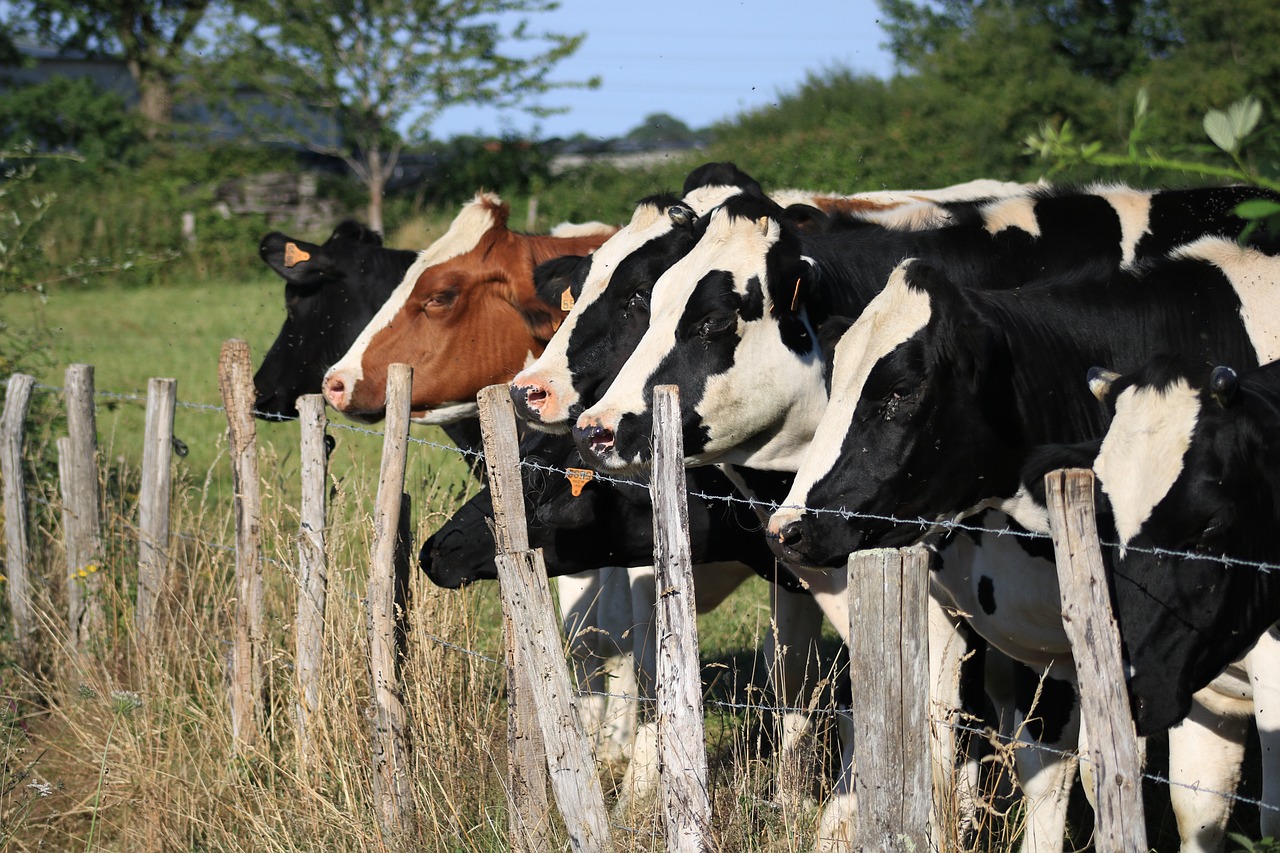 Se venden las vacas sin saber si se podrá reponerlas para enfrentar la sequía, dicen desde el Rosgan