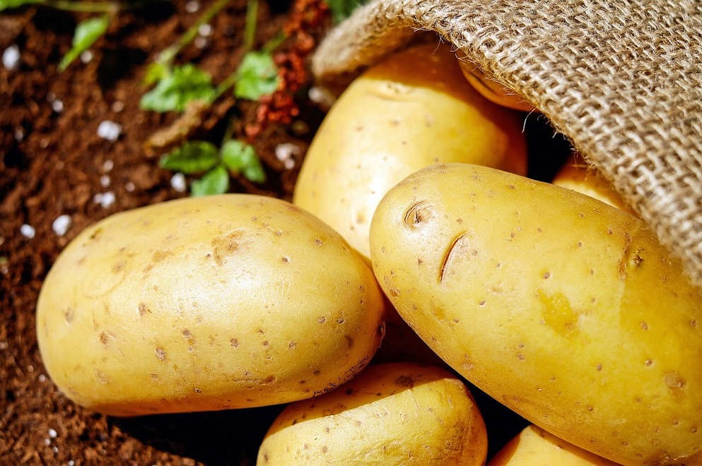 Cuenta regresiva para la Feria Potato Europe 2023 en Bélgica
