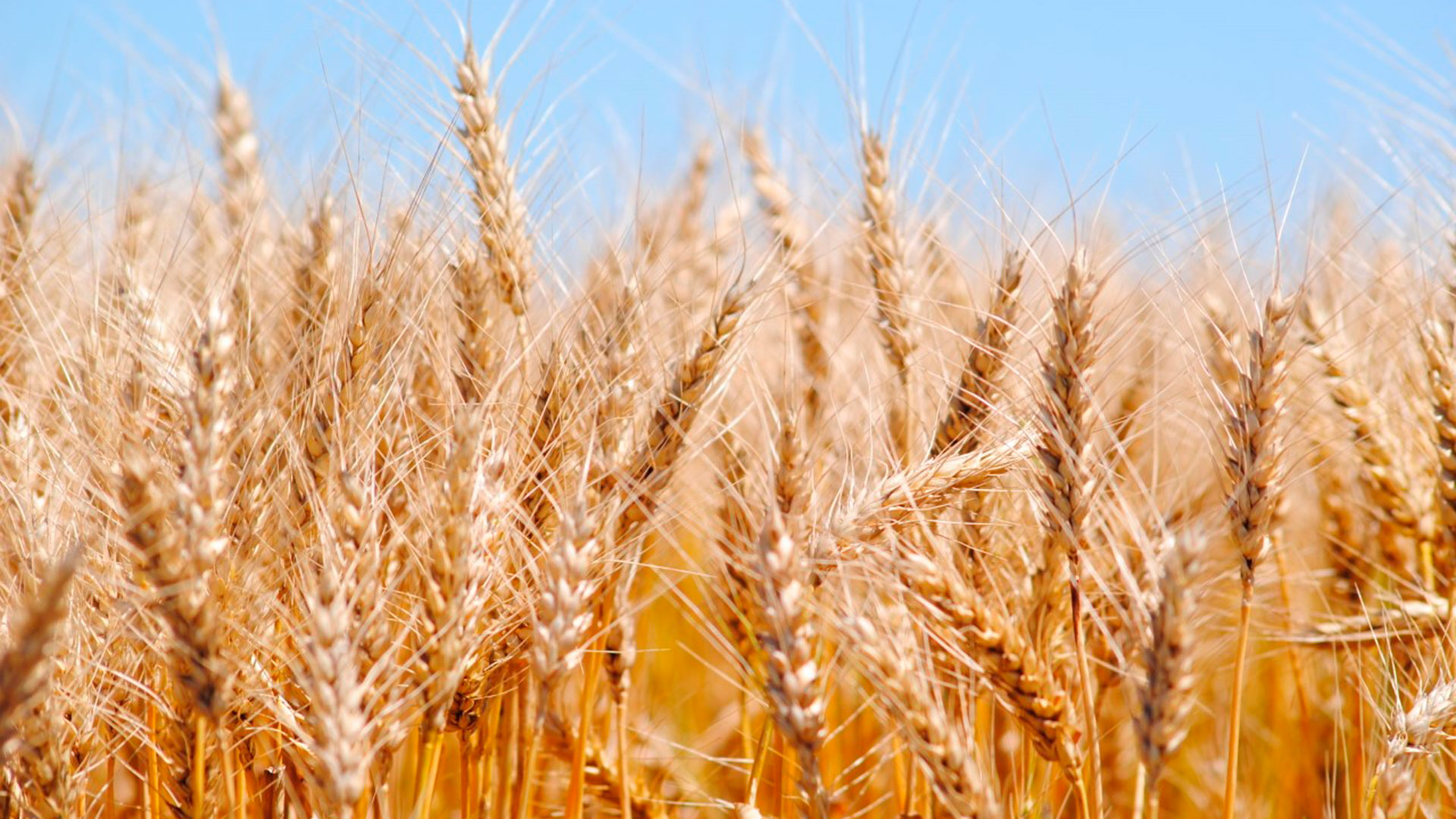 Pese a las lluvias, la intención de siembra apunta un 30% menos de trigo en la región núcleo