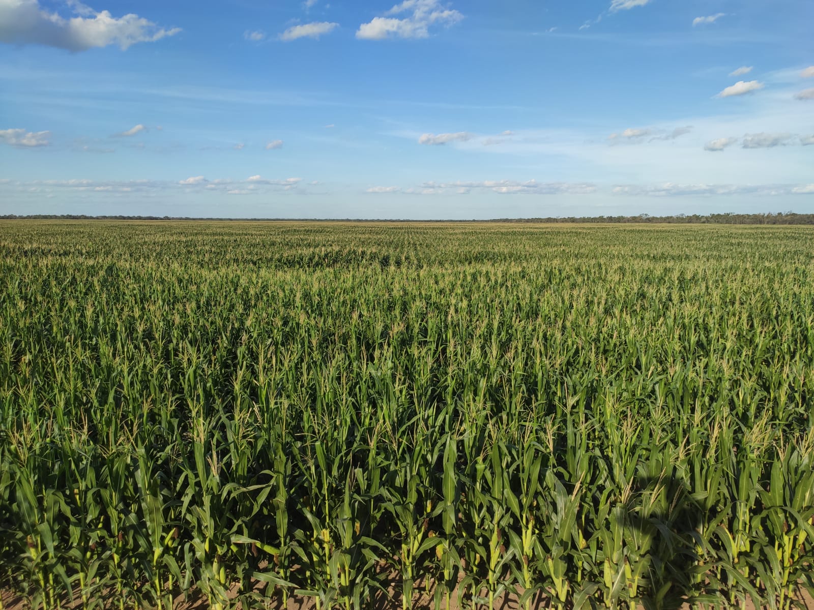 Primera estimación de arrendamientos agrícolas en Córdoba y zona de influencia para la campaña 2023/24