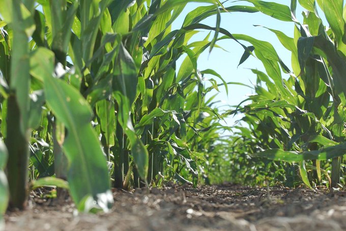 El maíz “no se toca”: a pesar de todo, se mantendría la misma área que el año pasado en la región núcleo