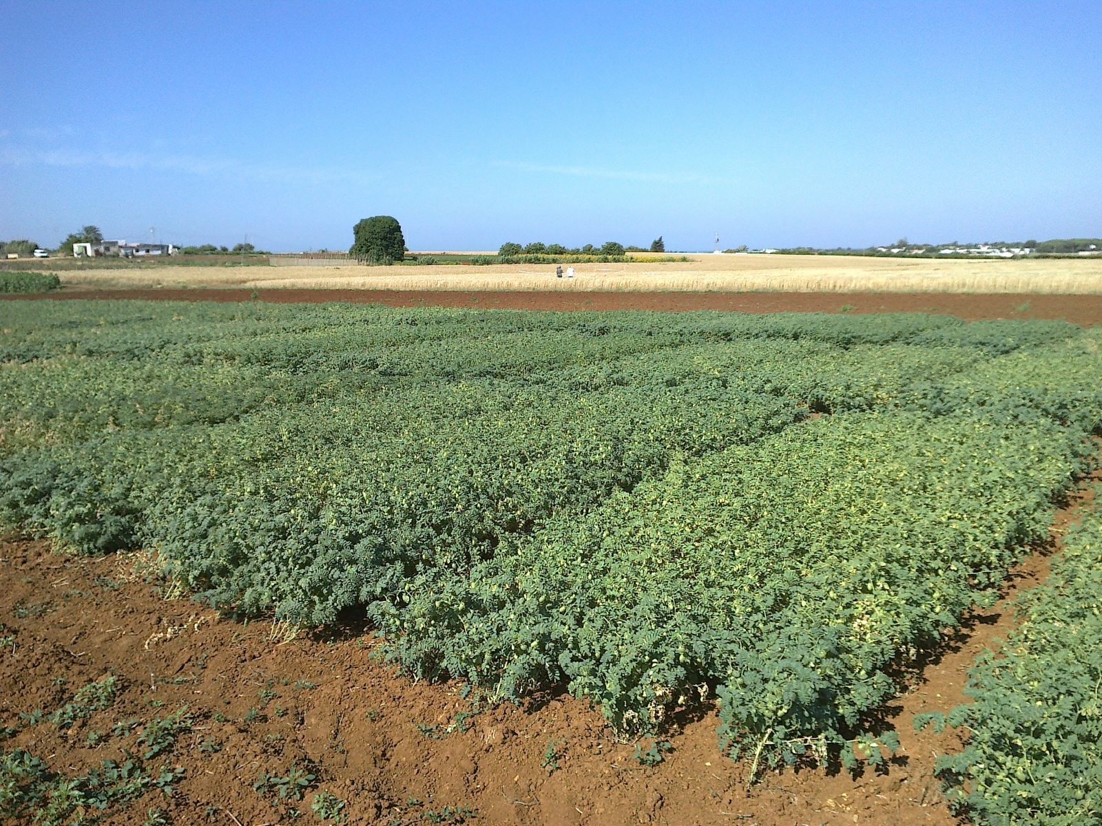 La sequía también golpeó a las legumbres y provocó caídas de hasta el 90% en las cosechas