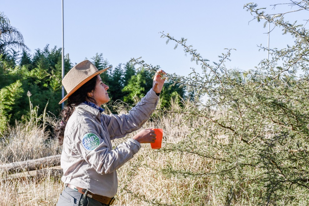 Recolección de semillas: una herramienta clave para conservar la biodiversidad