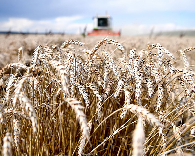 El trigo dejará 150.000 toneladas más en la región núcleo por buenos rindes
