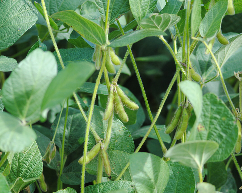 Neogen: GDM presentó una nueva marca de semillas de soja, trigo y maíz
